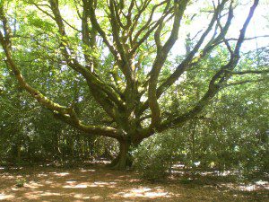 l'arbre du voyageur. Sans doute plus de 500 ans. Magnifiquement disposé en un lieu tenu secret afin qu'e ce vénérable vieillard puisse continuer  son existence tranquille. Inutile de me demander où il se trouve j'ai perdu la mémoire!